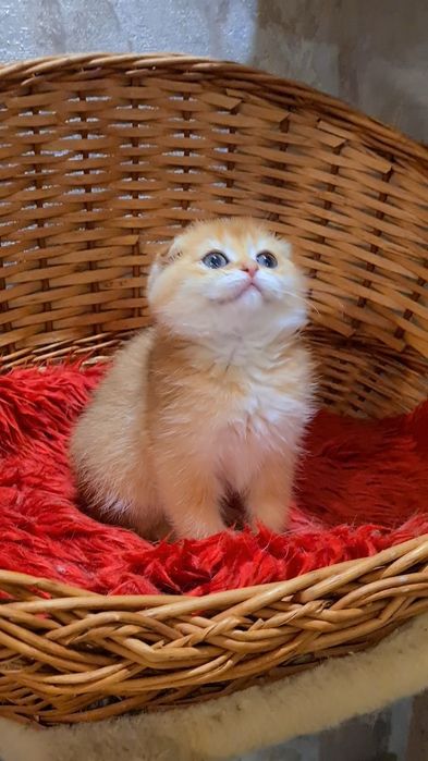 Идеальна во всём золотая шиншилла