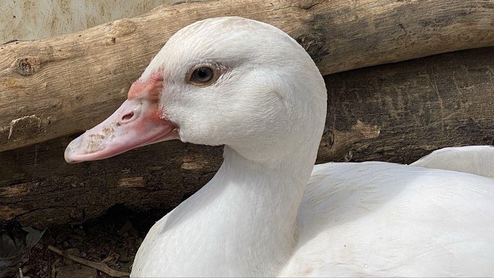 Patos-mudos (de olhos azuis!)