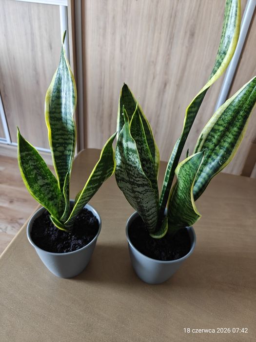 Sadzonki Sansevieria
