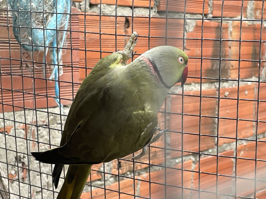 Ring Neck - cadal