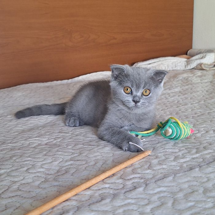 Scottish  fold  fêmea