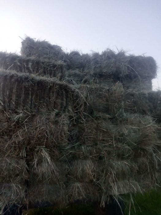 Сено луговое тюки и солома.