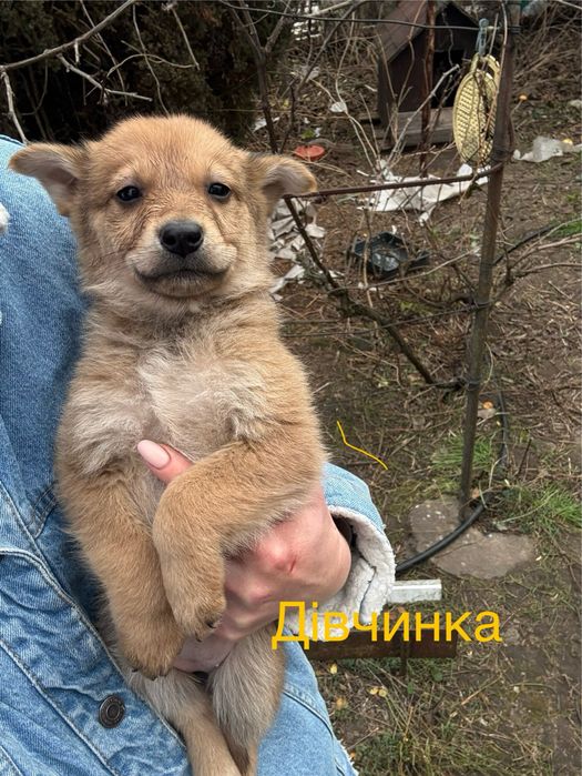 Цуценята безкоштовно