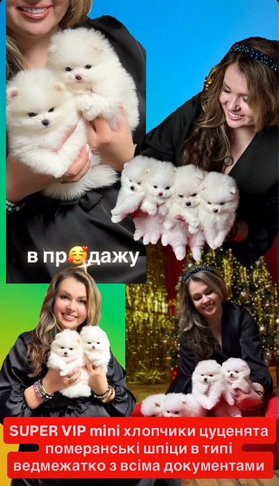 SUPER VIP mini щенки белые померанские шпицы. Щенок померанец шпиц