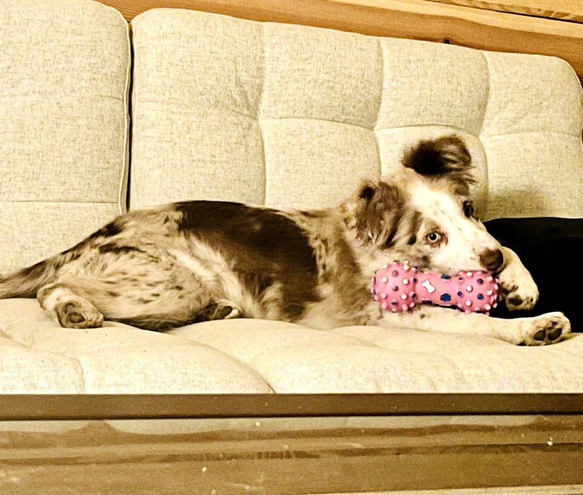 Suczka 5 mies. | red merle | rodowód | paszport | bogata wyprawka