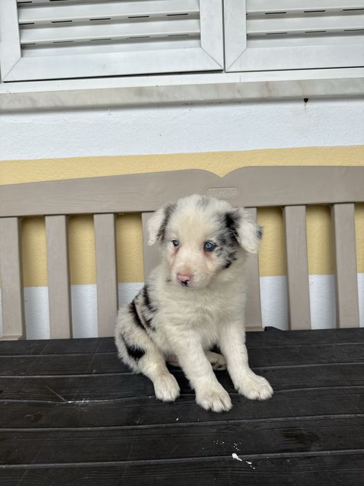 Border Collie Macho Merle super meigo de olhos azuis