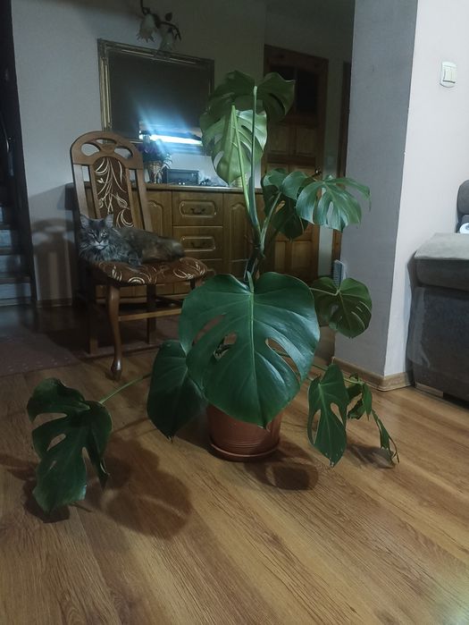 Monstera kwiatek duży 120cm