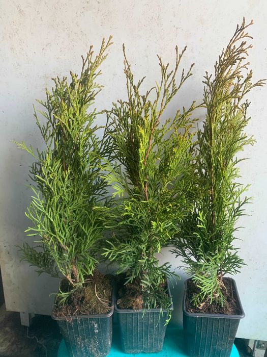 Туя Смарагд Smaragd в горшках р9.