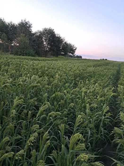 Proso Proso 20kg dla ptaszów