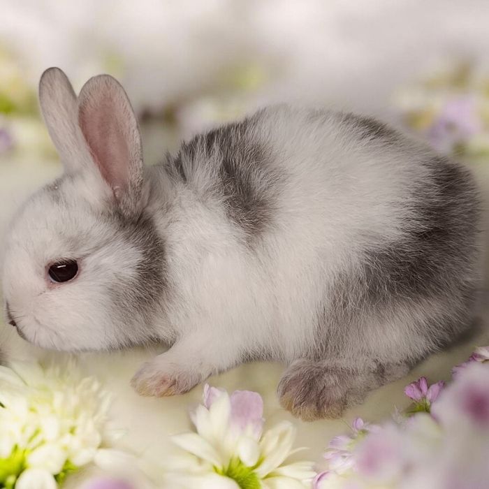Królik miniaturka Karzełek rex karzełek Teddy mini lop