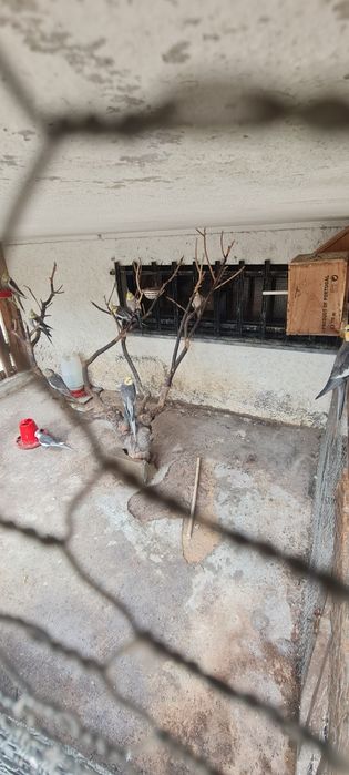 Tenho caturras para troca ou venda