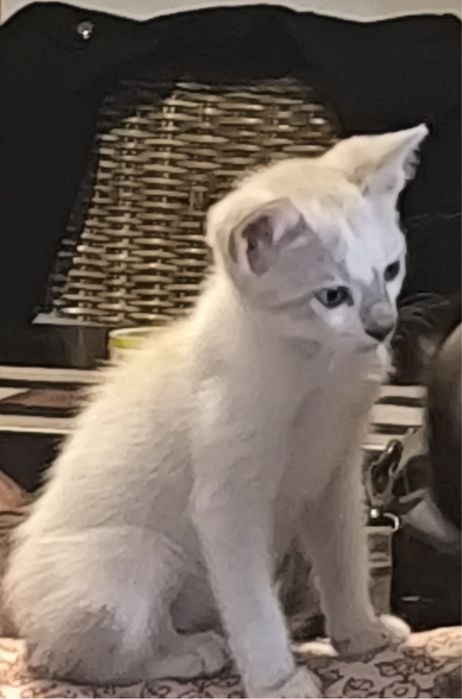 Gatos para adopcão responsável