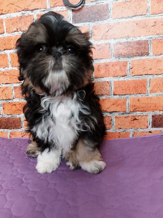Chłopiec Shih-tzu do odbioru