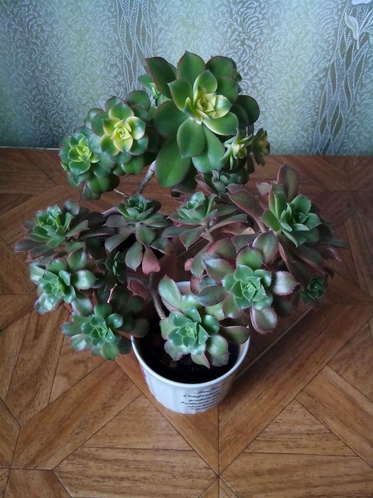 Сукуленти. Echeveria.Еоніуми Декорум,Аізон. Красула Перфората