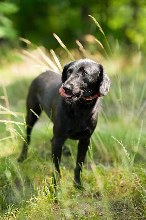 Blania - młoda, nieśmiała suczka do adopcji!