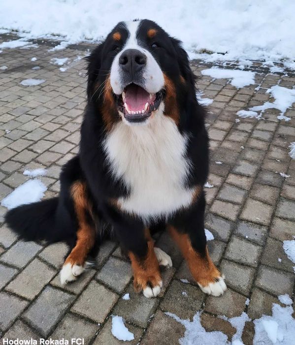 Berneński pies pasterski uroczy piesek z rodowodem ZKwP/FCI
