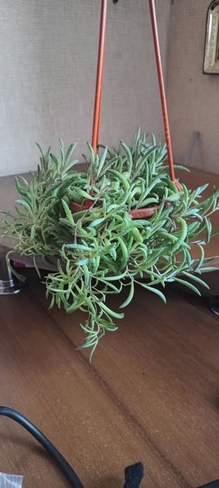 Хрестовник Оттона