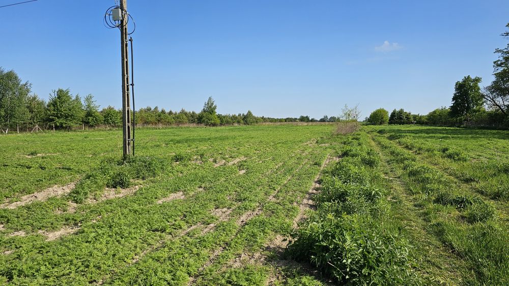 Działka 3000m2 blisko lasu / Mszczonów / Szkoła / Dojazd do WWA