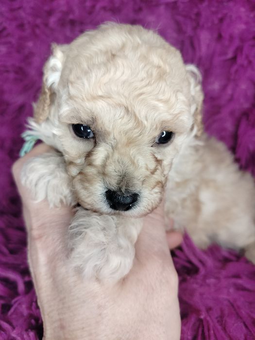 Pudel Toy/Miniatura w kolorze creme-apricot.

Rodzice maluszków to m