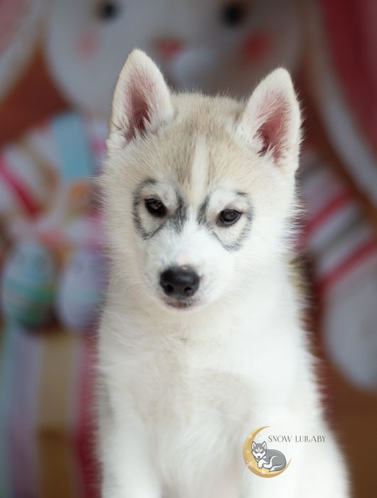 Szcenię Husky z rodowodem ZKwP/FCI