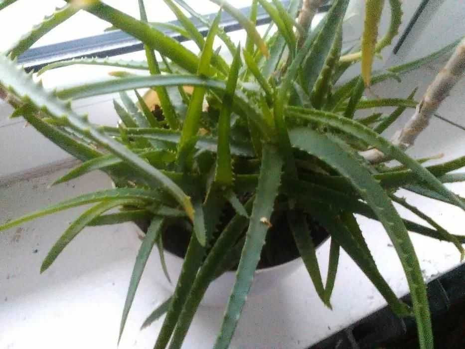 Aloes leczniczy sprzedam