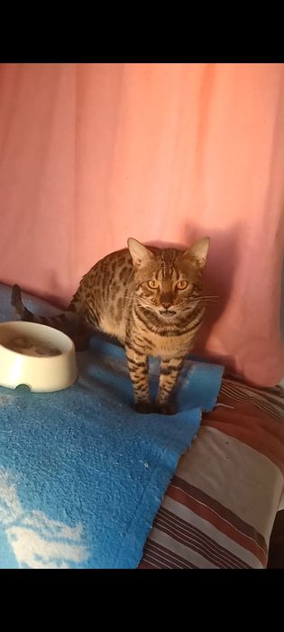 Продам шикарного бенгальского котика  підлітка