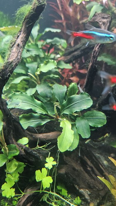 Bucephalandra wavy green