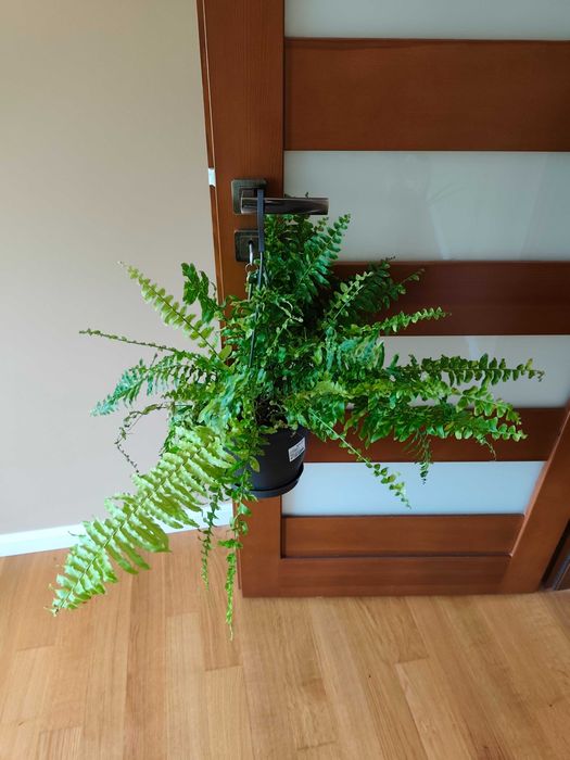 Nephrolepis tiger, paproć tiger
