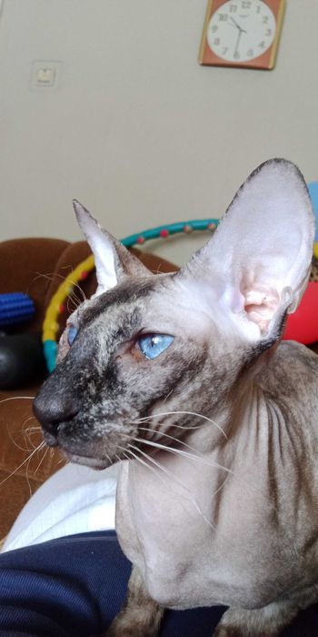 Предлагаем изумительных ориентальных котят.