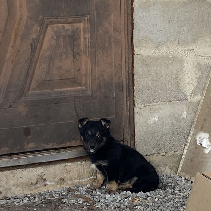 Віддаються в добрі руки 3 хлопчики-дзвоники