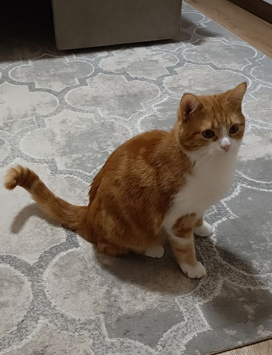 Віддам гарну добру кішку в гарні руки