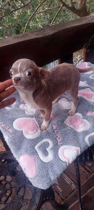 Chihuahua Miniatura Macho Pelo Curto