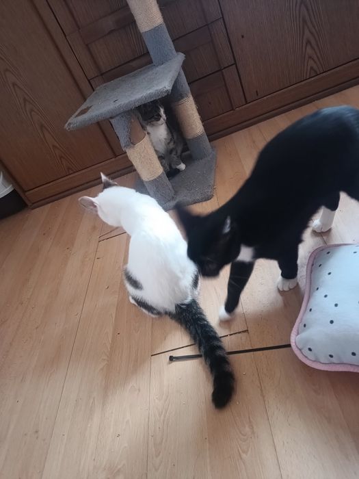 Kropek kocurek pięć miesięcy zdrowy