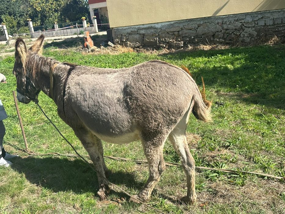 Burra muito mansa