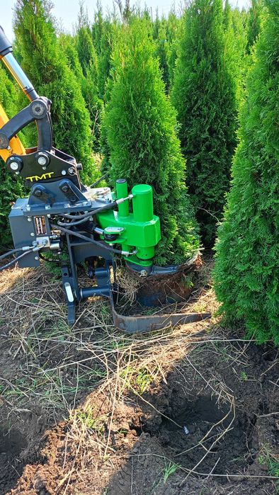 PROMOCJA tuje szmaragd 2-3m