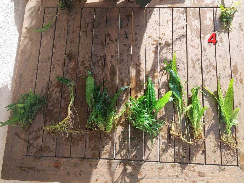 plantas aquário de fácil manutenção