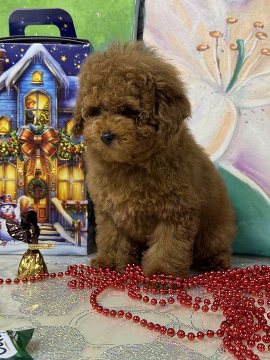 Мальтіпу від найкращого розплвдника тікап тедді ред браун