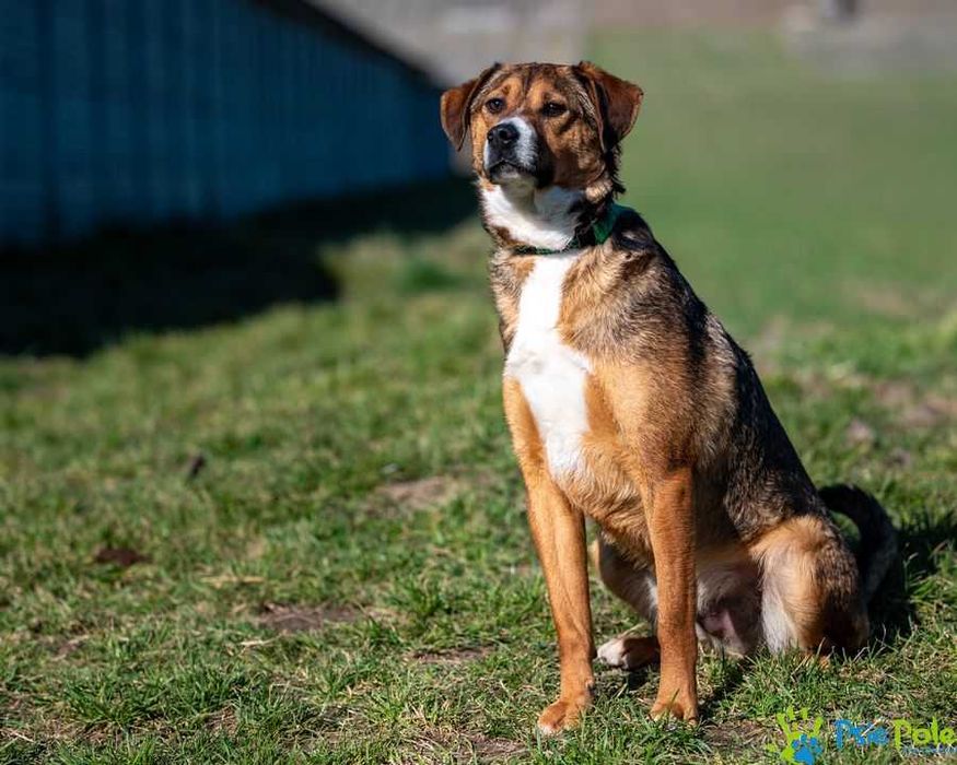 Wesoły i rezolutny SIMS poleca się do adopcji