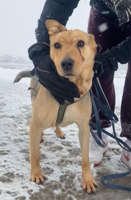 Merida Waleczna do adopcji