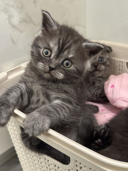 Новорічні шотландці