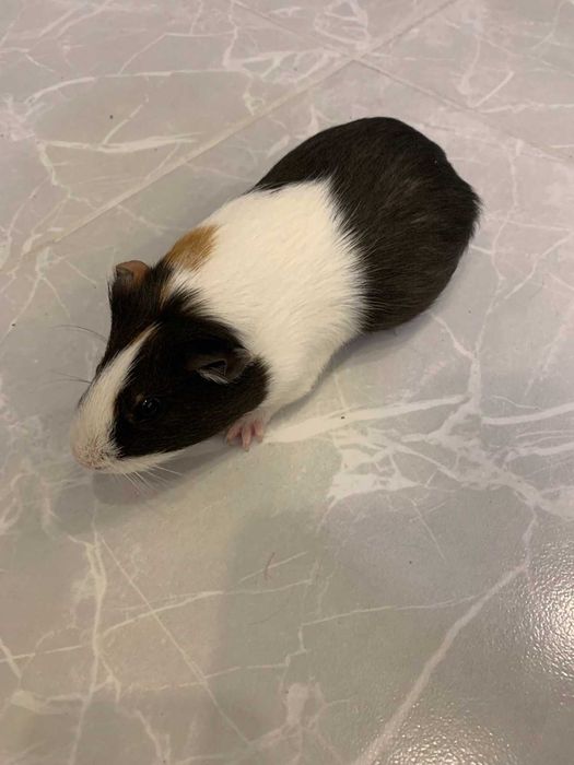 Морські свинки,  прості гладкошерсті.