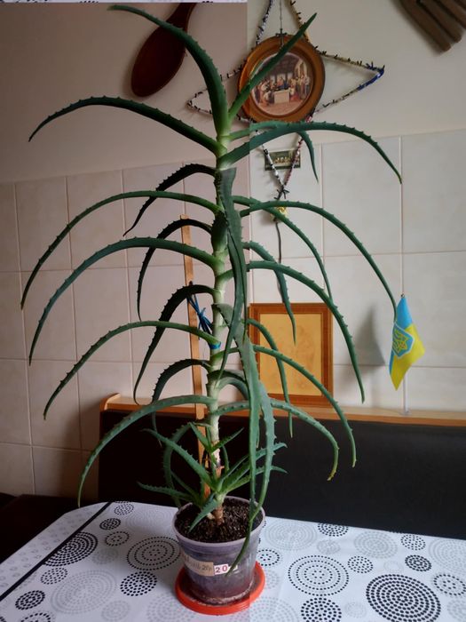 Вазон алое лікувальний