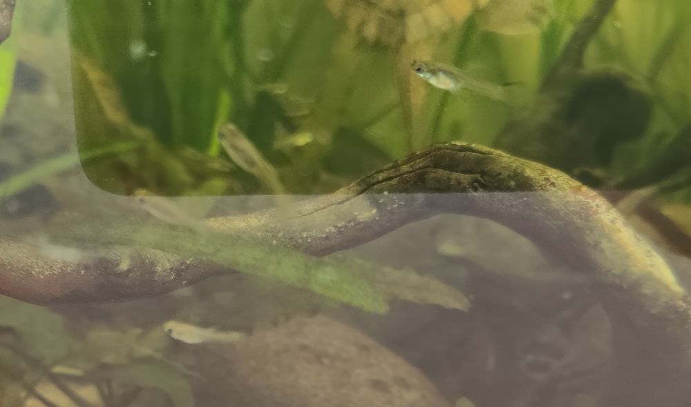 Troco ou vendo guppys( fêmeas e alevinos)