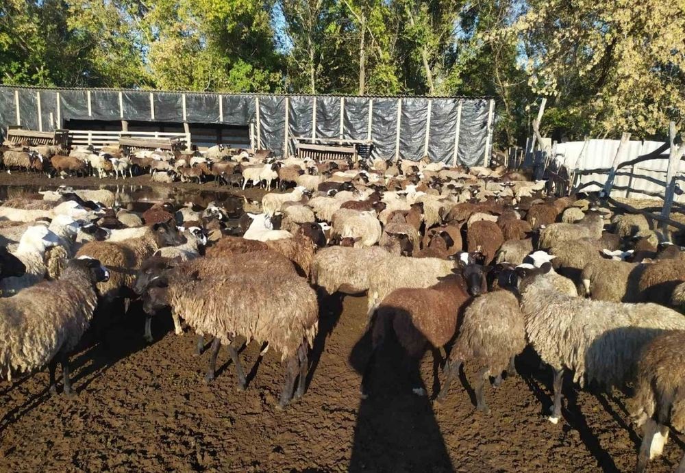 Вівці романовська порода