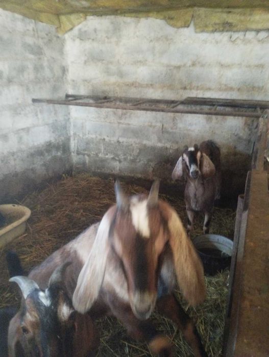 Продам кози,козлики,козлята