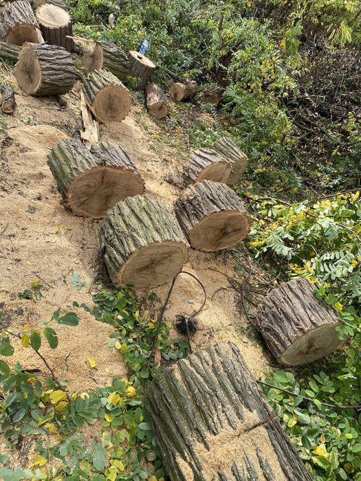 Продам дрова дубовые