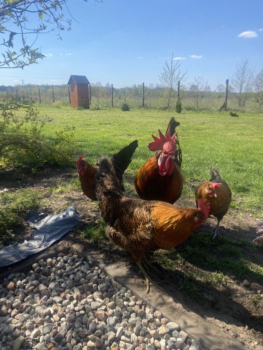 Brakla Złota - jaja lęgowe