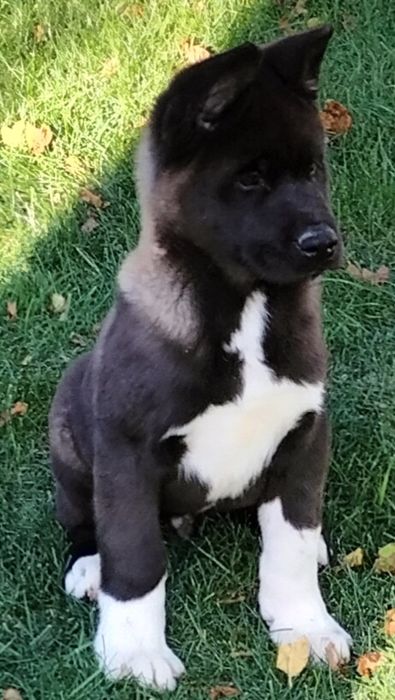 Акіти Американські