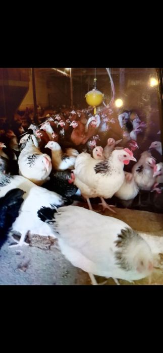 Kury  nioski sprzedaż