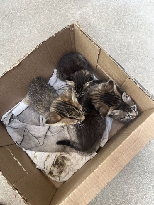Doam-se 4 gatinhos